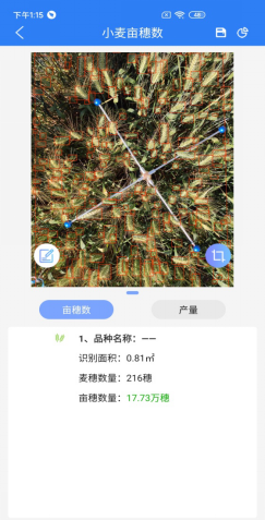 小麦亩穗数测量系统计算结果 小麦亩穗数测量系统计算结果