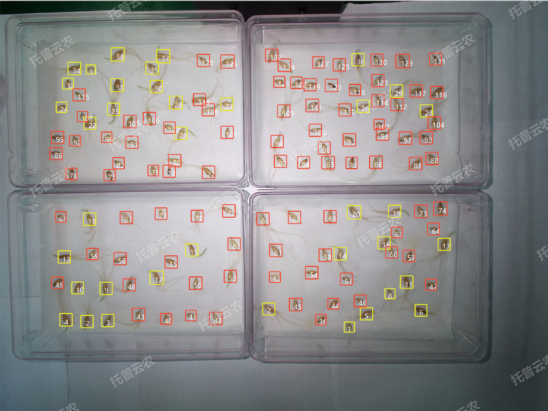 1772702802141117.png 发芽率识别-高通量植物环境调控+高通量海角社区下载智能萌发鉴定系统.png